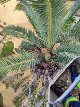 Imagen de recurso de una palmera en relación con el picudo rojo.