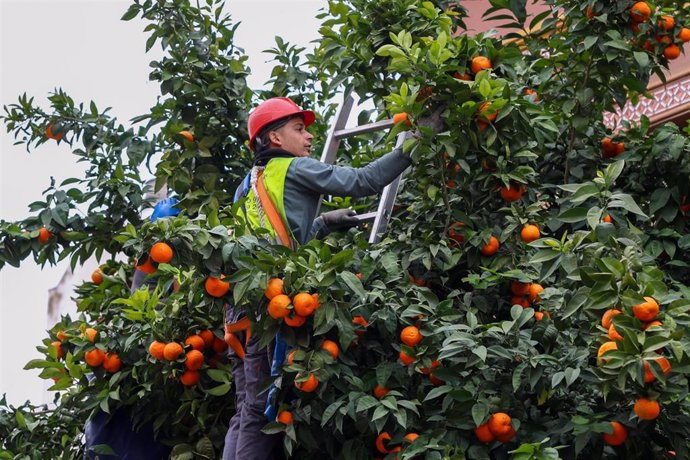 Archivo - Recogida de naranja amarga en Sevilla en la campaña de 2024.