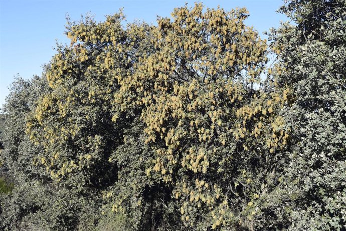 La encina acusa el calentamiento climático y florece en el mes de diciembre en la provincia de Ciudad Real.