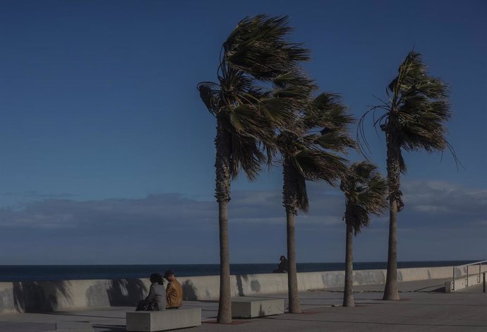 Archivo - Varias palmeras son afectadas por el viento (archivo)