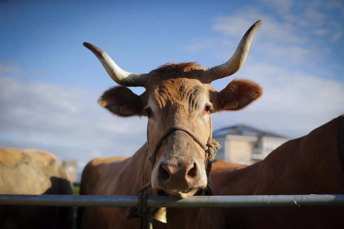 Archivo - Una vaca durante la tercera edición de la Feria en Defensa del Ganado de Montaña, a 13 de mayo de 2023, en Cervantes, Lugo, Galicia (España). La Feira en Defensa do Gandeiro da Montaña reúne este año a más de 60 ganaderos y 180 animales. Además 