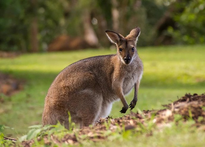 Archivo - Fósiles desenterrados en Queensland (Australia) han revelado evidencias de que un pariente de los canguros modernos ya se movía dando saltos hace 20 millones de años, antes de lo pensado