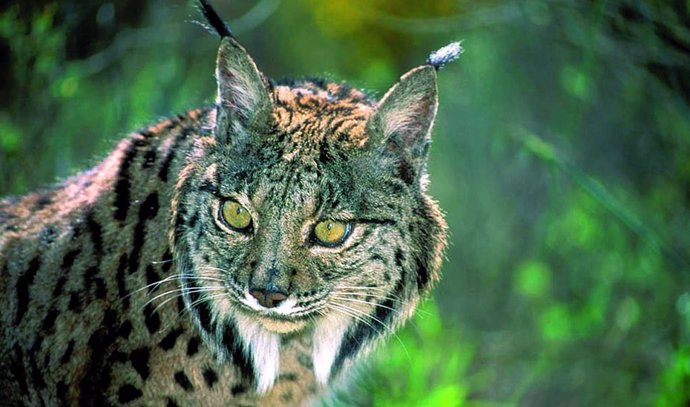 Archivo - Un ejemplar de lince ibérico en una imagen de archivo.