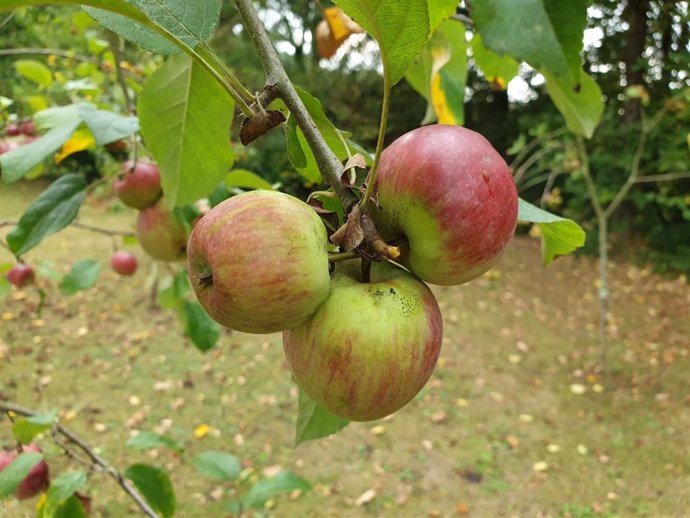 Archivo - Manzanas asturianas.