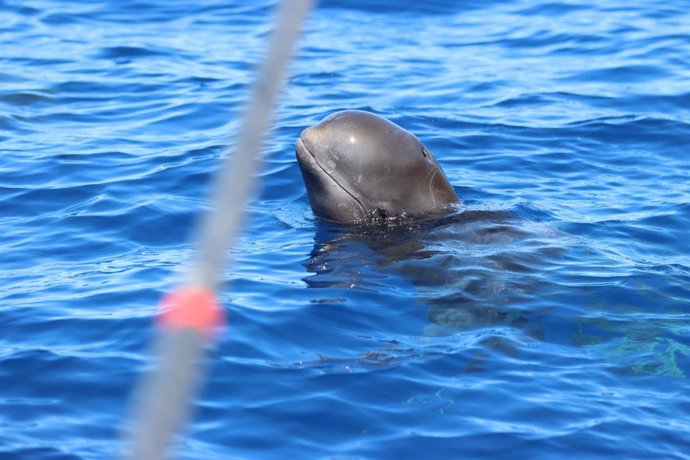 Muestreo del soplo (aire exhalado) de una ballena en libertad.