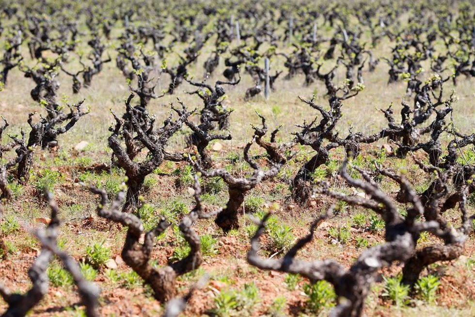 Archivo - Viñedo de cepas viejas, en Bembibre