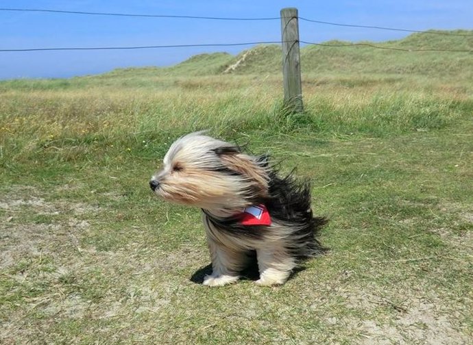 Archivo - Imagen de alerta por viento