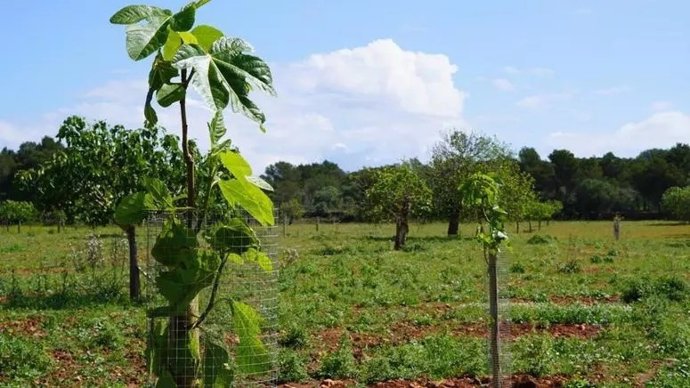 Archivo - Agricultura ecológica