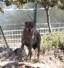 Archivo - Lobo, animal, Borril, naturaleza