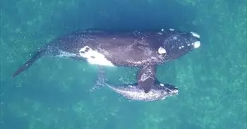 Las ballenas francas podrían vivir hasta el doble de lo que se creía, según un estudio