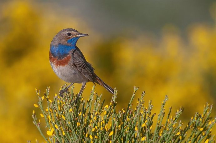 El gorrión alpino, el treparriscos y el ruiseñor pechiazul, candidatas a Ave del Año 2025 por SEO/BirdLife.