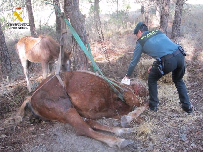 Imagen del animal que falleció tras ser abandonado