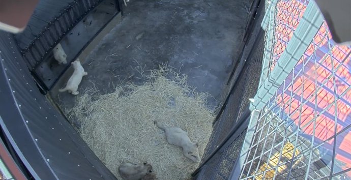 AAP Primadomus lanza una 'cub cam' para presenciar en directo la recuperación de leones de circo rescatados