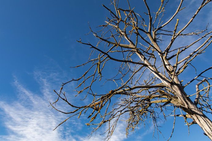 Archivo - Un árbol sin hojas, a 21 de diciembre de 2023, en Cerceda, Madrid (España). El inicio del invierno en el hemisferio norte está definido por el instante en que la Tierra pasa por el punto de su órbita desde el cual el Sol presenta su máxima decli