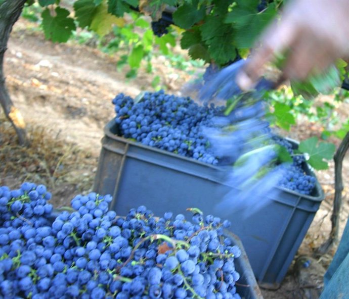 Uva para la elaboración de vino de Mallorca.