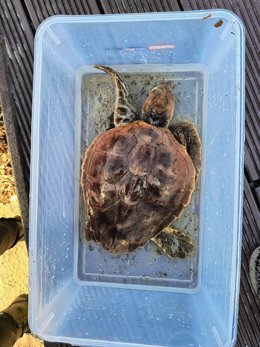 El ejemplar de tortuga boba herido que ha sido rescatado este miércoles en el Caló des Moro