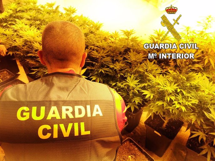 Archivo - Agente de la Guardia Civil en una plantación de marihuana, en una imagen de archivo