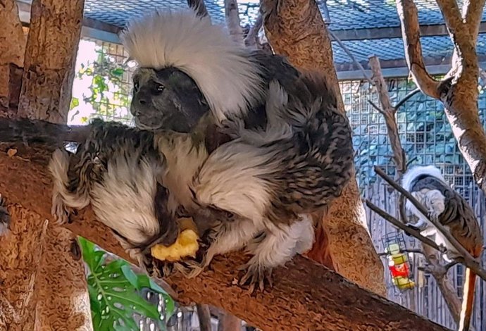 Nacen dos crías de tití cabeza de algodón en Terra Natura Benidorm