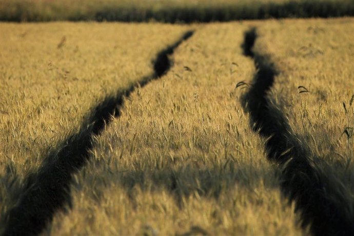 Campo de cultivo