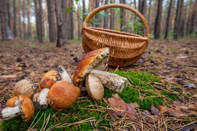 Archivo - Cesta para recogida de setas