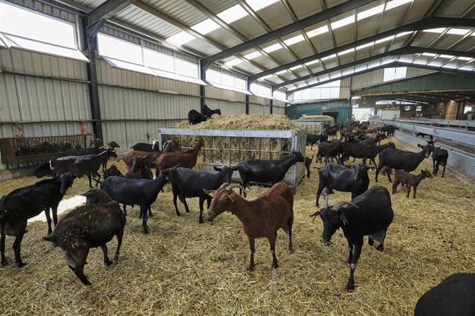 Archivo - Cabras en los establos de la empresa Suerte Ampanera