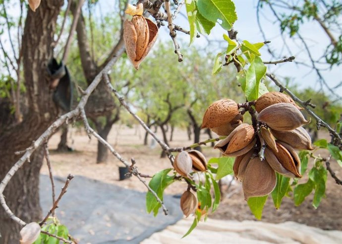 Archivo - Almendro.