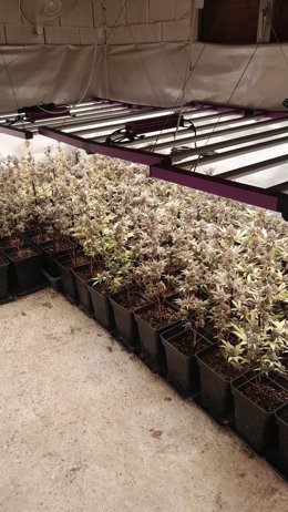 Plantas de marihuana intervenidas a un vecino de Fernán Núñez.