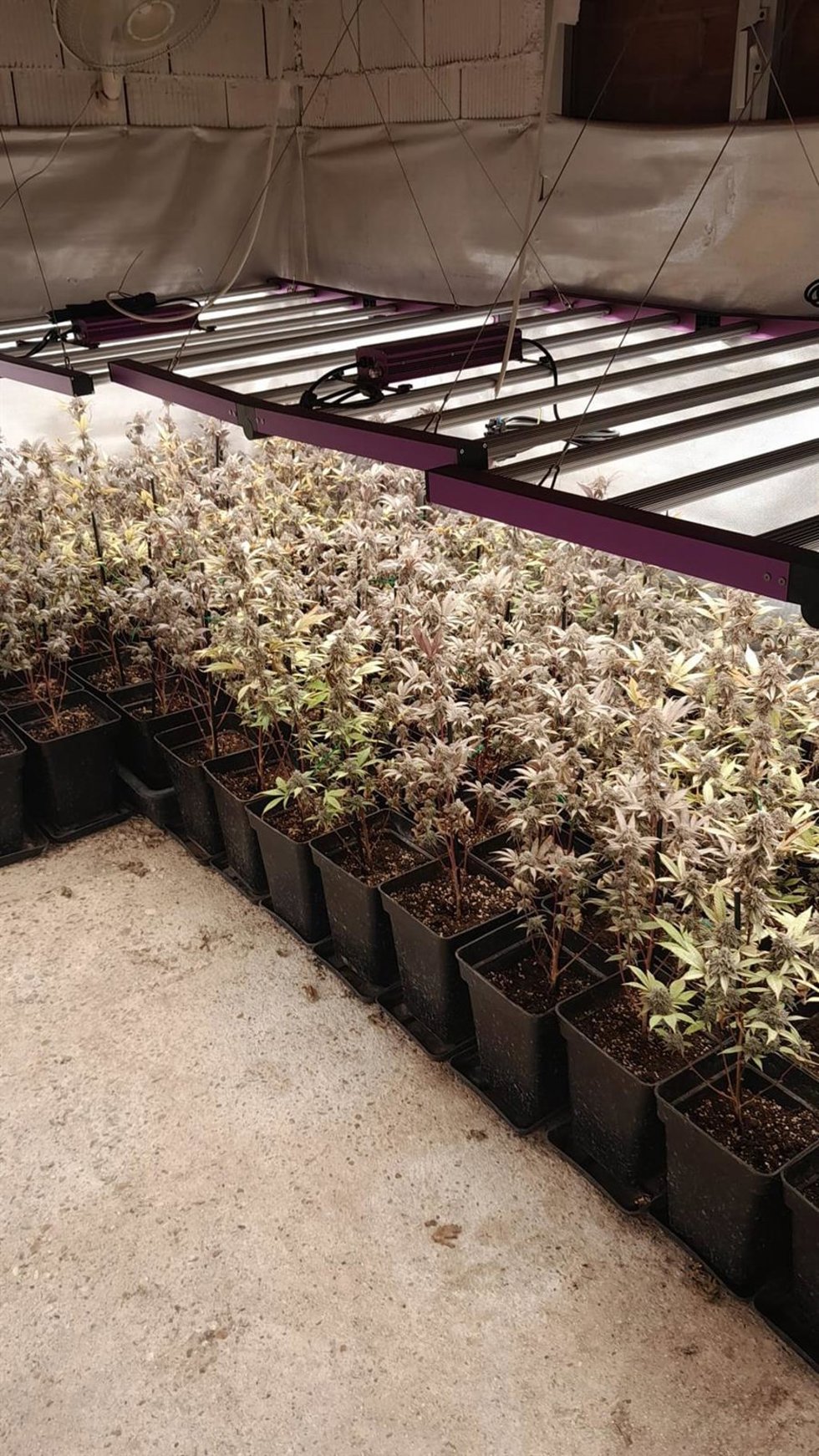 Plantas de marihuana intervenidas a un vecino de Fernán Núñez.