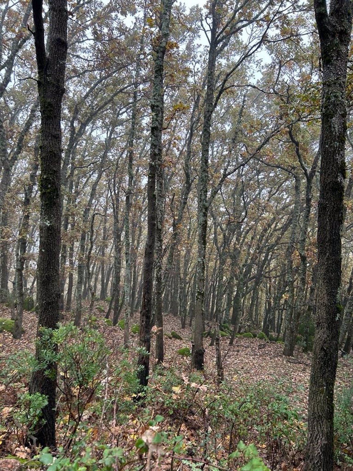 El tiempo en Extremadura para hoy viernes, 27 de diciembre de 2024