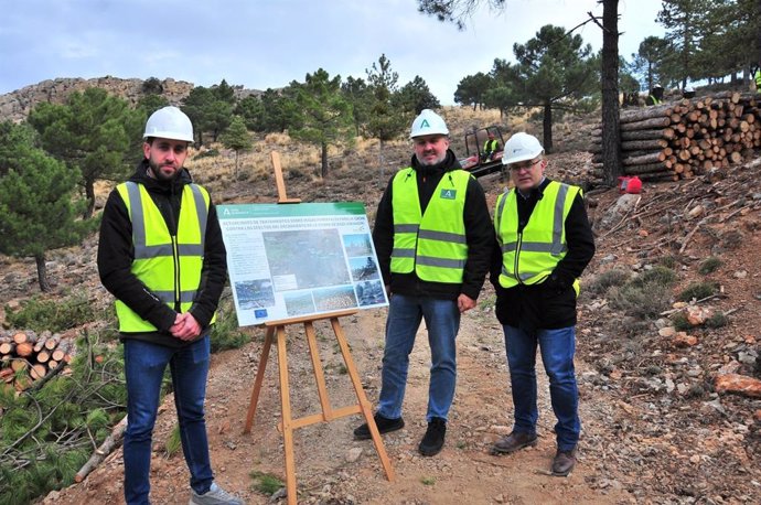 La Junta interviene en la recuperación de pinares en el Parque Natural Sierra de Baza.