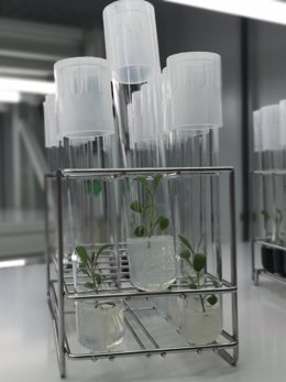 Imagen los tubos de ensayo en uno de los experimentos con especies de plantas aromáticas.