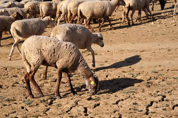 Archivo - Las ovejas sufren las consecuencias de la ausencia de agua en el embalse de Guadalteba a causa de la extrema sequía , a 3 de febrero de 2024 en Málaga, Andalucía, (España). 