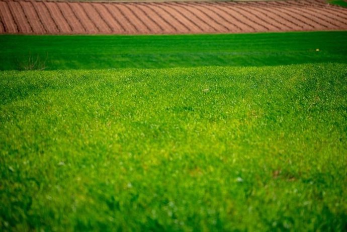 Un total de 154 explotaciones de cultivos herbáceos de secano recibirán ayudas excepcionales sequía por 1,1 millones