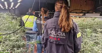 Intervenidas 402 plantas de marihuana en Castell-Platja d'Aro (Girona)