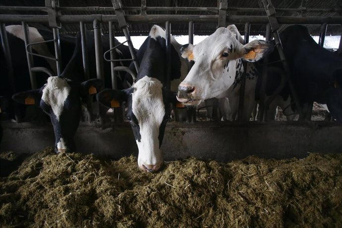 Archivo - Varias vacas en una ganadería de lácteo en la parroquia de Piñeiro, 