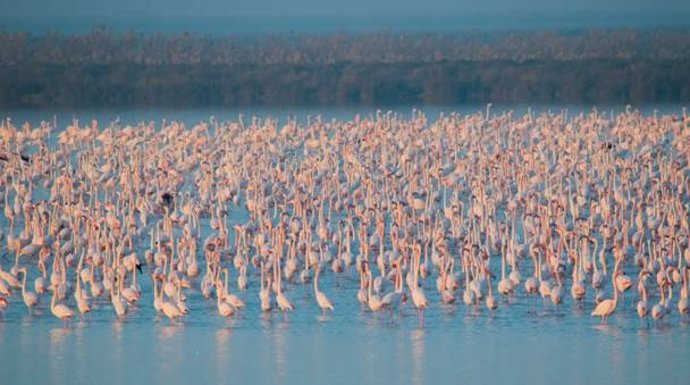 Flamencos en las marismas de Doñana.