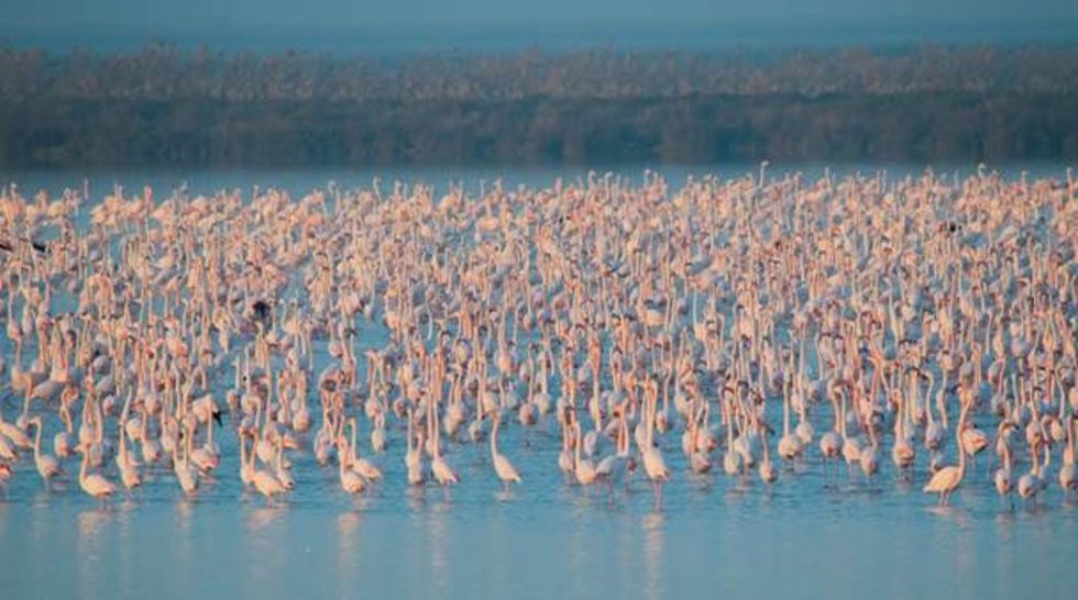 Flamencos en las marismas de Doñana.