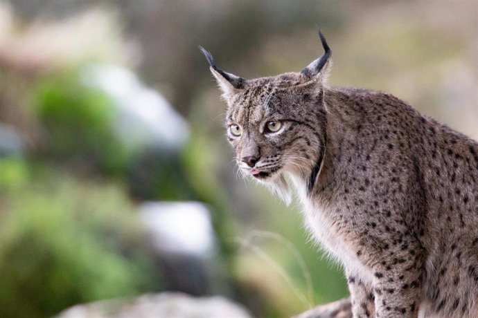 Archivo - Un lince en el Cortijo Gato Clavo, a 8 de noviembre de 2024, en el Parque Natural de la Sierra de Andújar, Jaén, Andalucía (España). 