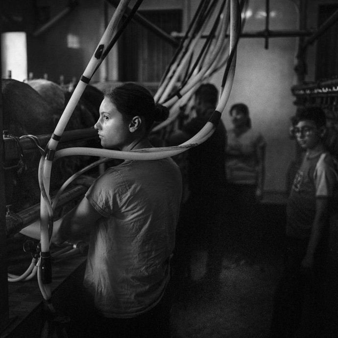 'Un Ordeño En Familia', Ganadora Del VI Concurso Fotográfico Medio Rural.
