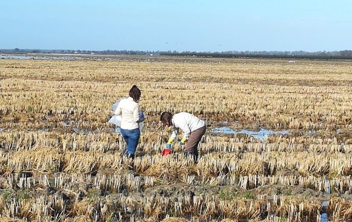 Agricultores en un cultuvo de arroz.