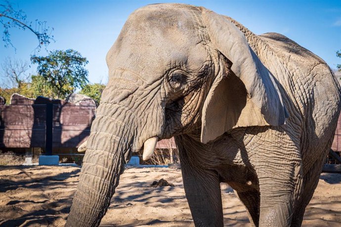 Archivo - Muere en Barcelona la elefanta africana Yoyo, la más longeva del mundo