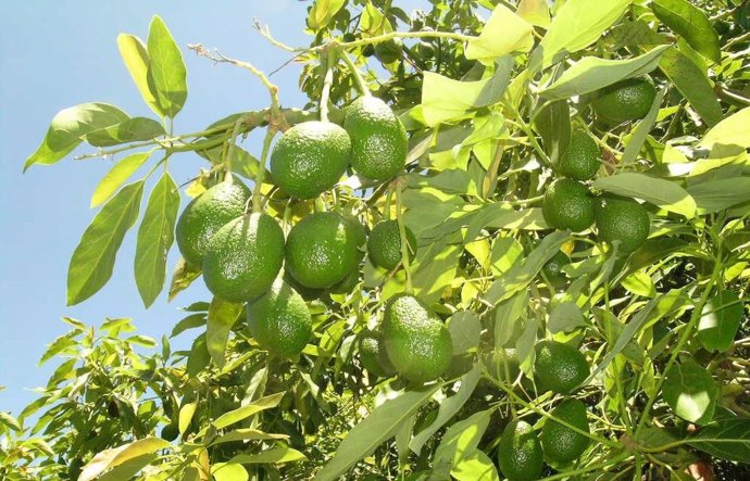 Aguacate de Canarias