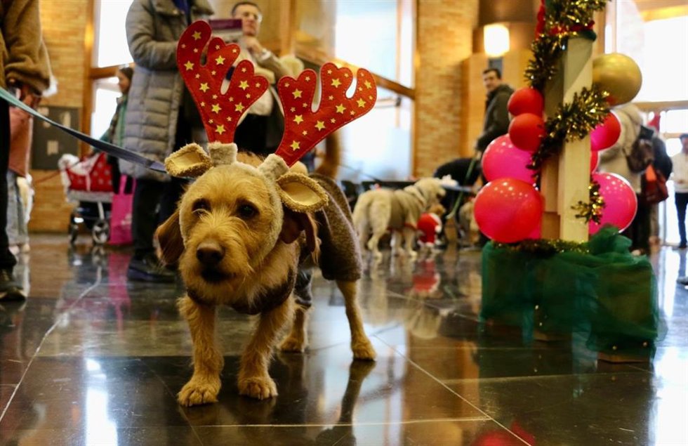 I Fashion Pet Christmas.