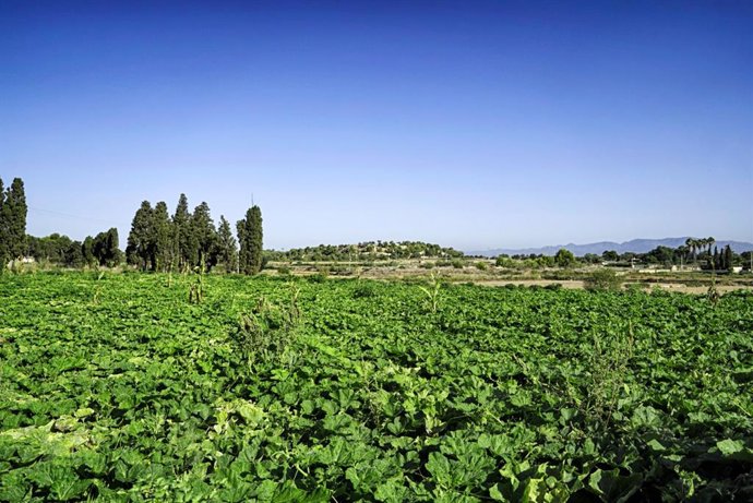 Archivo - Horta de València en imagen de archivo