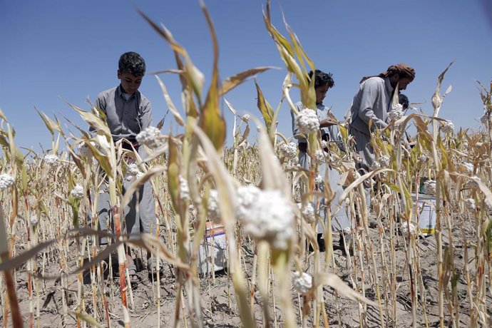 Archivo - Cosecha de sorgo en los alrededores de Saná, la capital de Yemen 