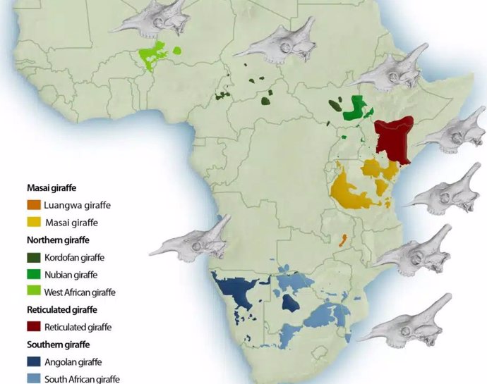 Distribución de las especies de jirafa