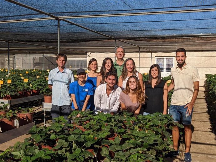 Equipo de investigadores del grupo de Mejora Genética y Biotecnología de Fresa del Instituto Andaluz de Investigación y Formación Agraria, Pesquera, Alimentaria y de la Producción Ecológica (Ifapa) en Málaga.