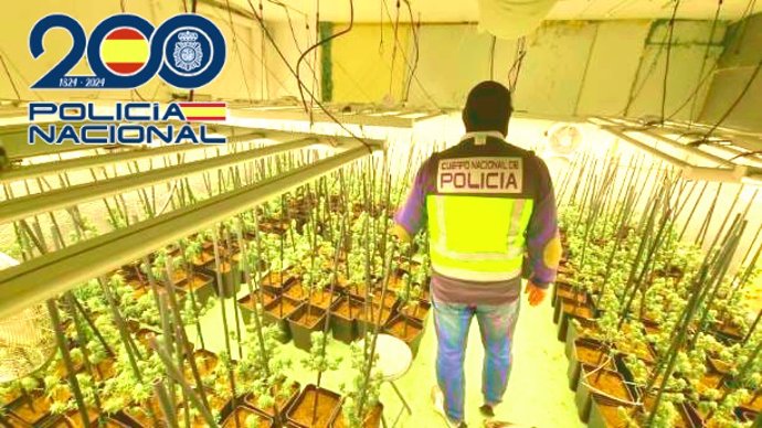 Plantación indoor de marihuana intervenida en una vivienda de Boo de Piélagos por la que se ha detenido a cuatro personas