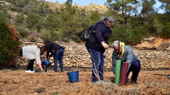 Archivo - Los trabajos de reforestación