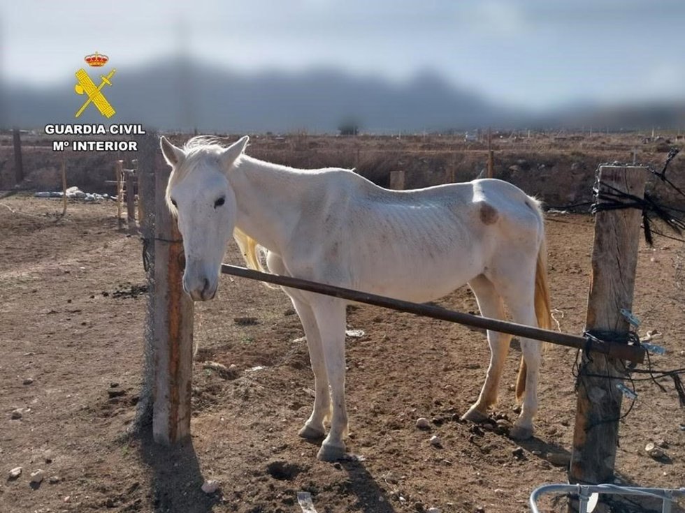 Dos investigados por maltrato animal en una finca de un municipio del Vinalopó Mitj (Alicante).